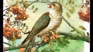 "Кукушка" (из "Музыкальный букварь", муз.Е.Тиличеевой, сл.М. Долинова, сост.Н.Ветлугина, 1973 г)