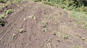 Убрал клён с участка, освободил минимум 3 сотки земли