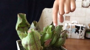 хищные растения , венерина мухоловка , жирянка . Мир хищников