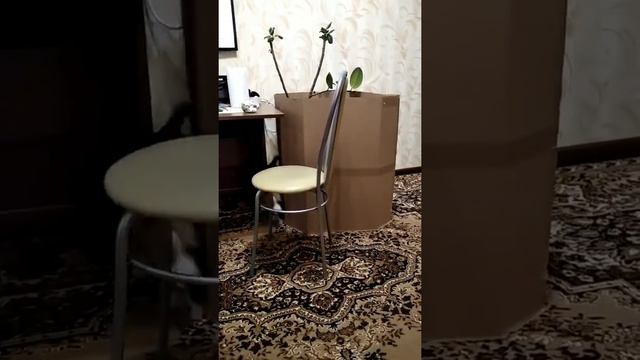Собака бигль бесится,играет.