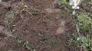 Уборка картофеля, копалка "Чемпион" и белорусская электролебёдка.