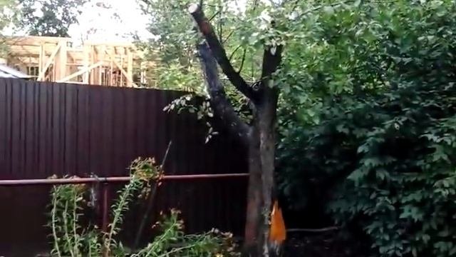 Результат обрезки старой яблони, омоложение ☺