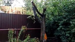 Результат обрезки старой яблони, омоложение ☺