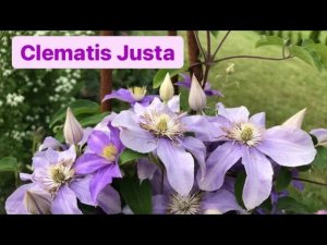Клематис Джуста ? и его компаньоны‼️ Clematis Justa.mp4