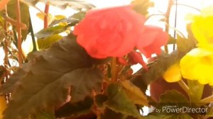 Бегония в августе. Цветут все мои бегонии