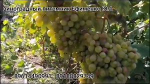 Виноград Розовый Король, прививка.