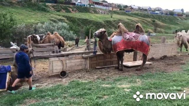 07 - Калмыкия. Верблюжий остров. Катание на верблюдах. смотреть онлайн