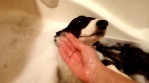 Вельш Корги Кардиган Кайза и Элфи изволят принимать ванну!