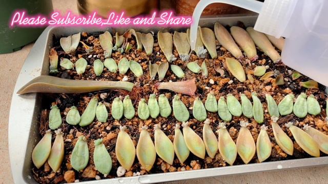 Succulents Leaf Propagation Update and Watering #succulents смотреть онлайн