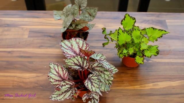 Most amazing leaves! Silver Begonias смотреть онлайн