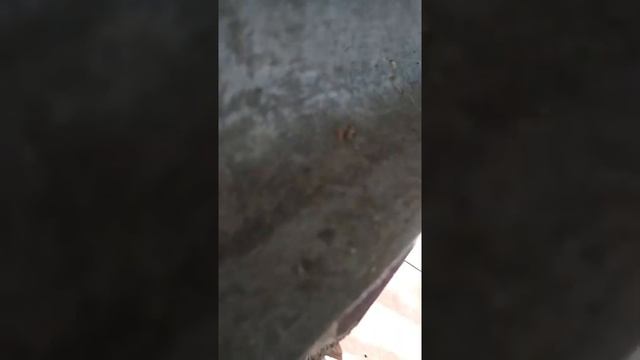 Уход за котами 10 серия: Ремонт кошачьего дома смотреть онлайн