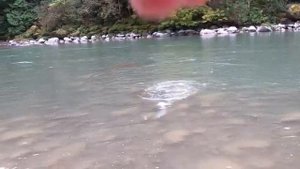 РЫБАЛКА В АМЕРИКЕ НА ЛОСОСЯ - КИЖУЧА И ЧАВЫЧУ