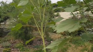 Погибла роза шанталь томас