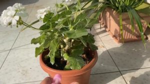?Лучшее Средство От Гусениц. Спасаем Герань.❗️Осторожно Гусеницы