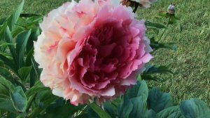 Peony: Rose Heart