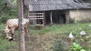 Баку-Кусары.Кц1ар.Qusarı.