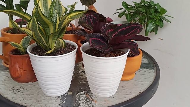 SHOPEE HAUL POT TANAMAN HIAS | REVIEW & INFO HARGA смотреть онлайн