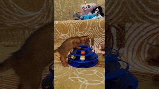 Абиссинским котятам месяц и 8 дней. Ростов-на-Дону. смотреть онлайн