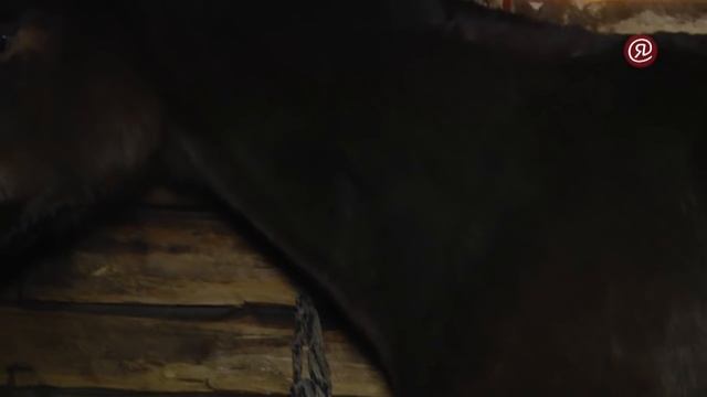 Анатолий Баишев хаһаайыстыбата, Амма смотреть онлайн