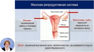 Биология, 6-й класс, Положение, основные функции и гигиена систем органов с репродуктивными...