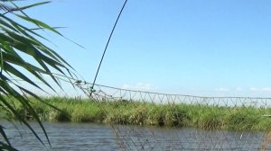 Ловим сазанов на подъемник- паук.