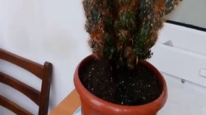 Цереус кактус. пересадка