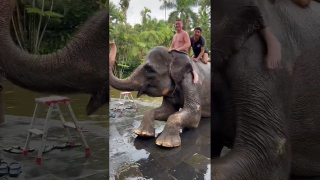 Elephant Ride at Elephant Safari Park Lodge Bali ??