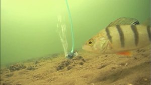 ЧТО, ЕСЛИ УСТАНОВИТЬ воздушный Компрессор в Глухозимье? Реакция рыбы на Фарш из Мойвы!