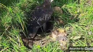 осоед – не боится пчел, ос и шершней!!!