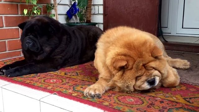 Good night! Сладких снов! смотреть онлайн