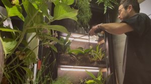 Подкормка орхидей, бромелиевых и папоротников внекорневым способом