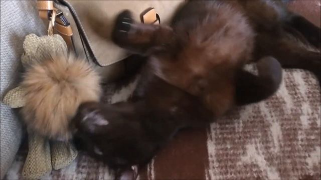 Gauderic Havana Brown Cat смотреть онлайн