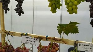 Золотая гроздь 2019 Часть 2