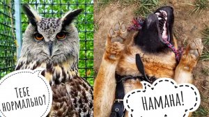 Поедет ли сова Ёль на Рептилиум? О птичьем гриппе и карантине в Москве. Сыч Лучик бдит, Пёс шалит