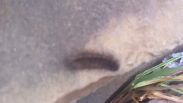 гусеница зимой смотреть онлайн