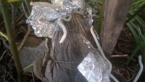 18 июля 2020 г. Укоренение инжира воздушным отводком и прикапыванием ветки