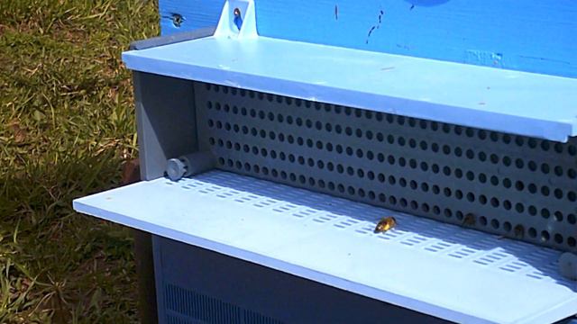 Сбор пыльцы 2021 смотреть онлайн