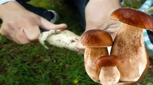 Белые грибы со сливками. Вкусное блюдо из белых грибов