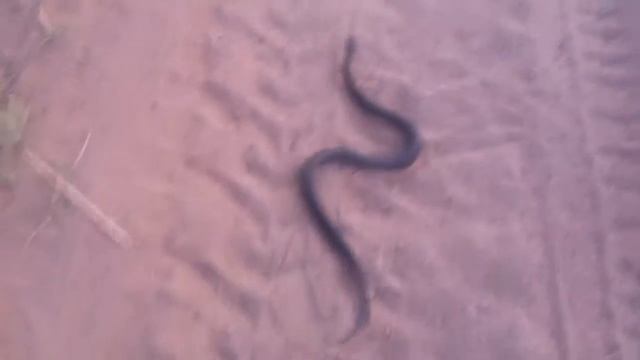 viper snake/Змея гадюка на волге смотреть онлайн