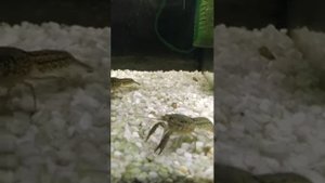 Кормление домашних раков