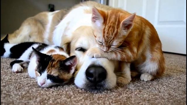 Запрещенные вещи в США смотреть онлайн