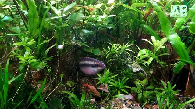 Трубки внешнего фильтра из Китая! Помогите опознать нового жильца! смотреть онлайн