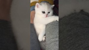шотландские серебристые шиншиллы