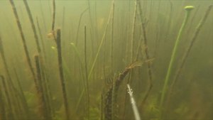 Щука встала свечой.Очень странное и непонятное поведение у хищника