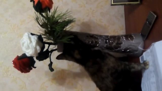 Кошка ест иголки сосны смотреть онлайн