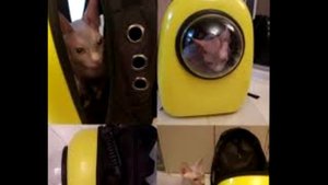 КАК ПРИУЧИТЬ КОТА ИЛИ КОШКУ К ПЕРЕНОСКЕ!