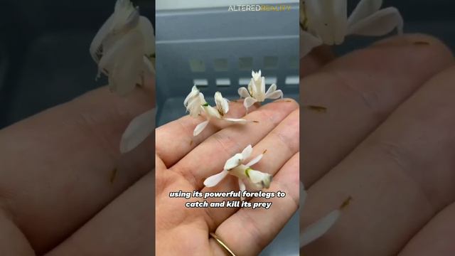 Orchid Mantis - A Master of Camouflage in the Insect World