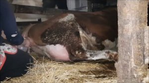 Отёл Коровы. Патологический отёл коровы! Советуем его посмотреть.