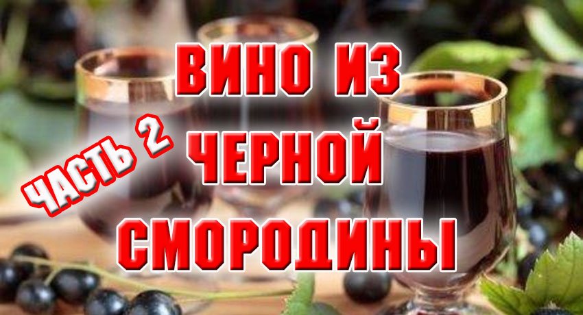 Вино из черной смородины. Часть 2