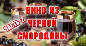 Вино из черной смородины. Часть 2